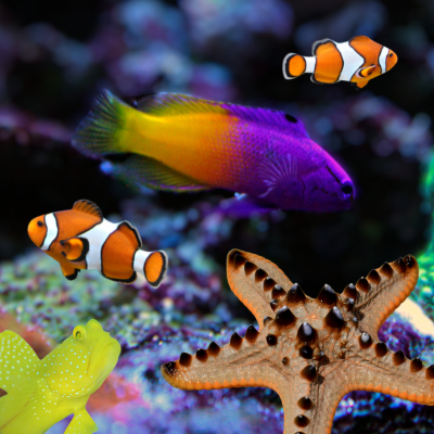 Good tankmates for a Chocolate Chip Starfish includes can be a Royal Gramma, Clownfish and Yellow Watchman Goby.