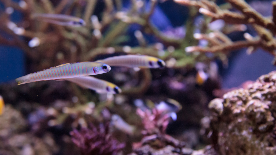 A group of Zebra Bar Gobies