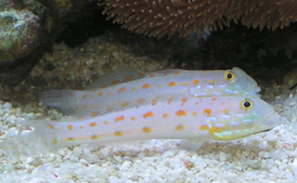 Pair of Diamond Gobies in Aquarium