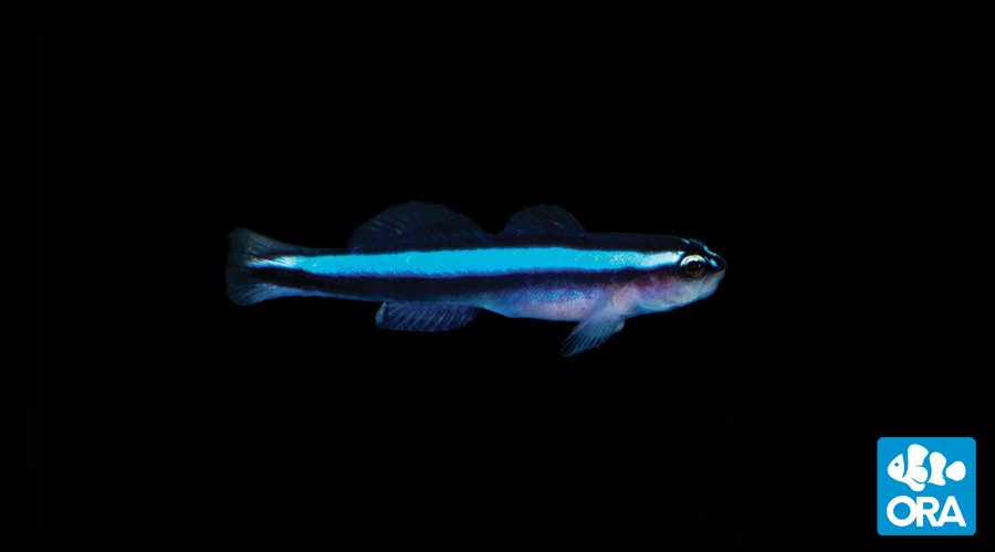 ORA Captive Bred Blue Neon Goby Available At Oceansgarden.com