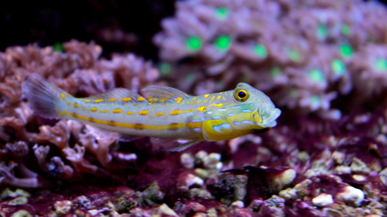 Diamond Goby in Home Reef Aquarium