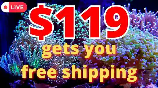 $119 Gets You Free Shipping