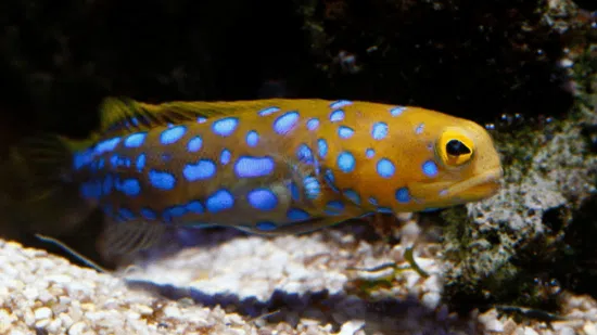 $69 Exotic Blue Spotted Jawfish