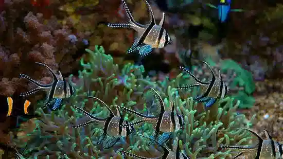 Banggai (Banner) Cardinal Captive Bred