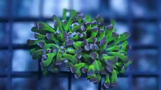 Free Purple Tip Green Hammer Coral