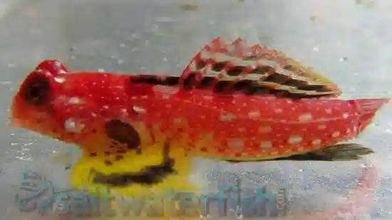 FREE Ruby Red Dragonet + Free Shipping!