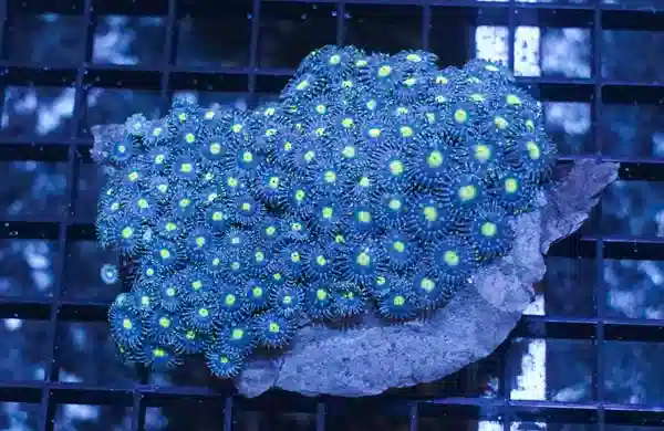 FREE Blue/Green Zoanthid + Free Shipping