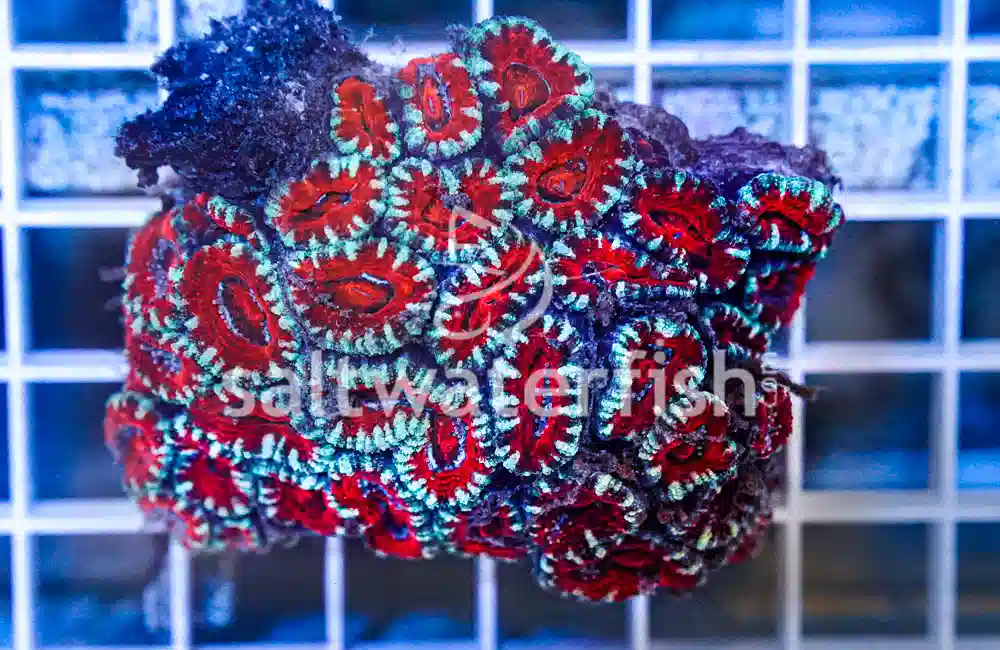 Acanthastrea Ultra Color