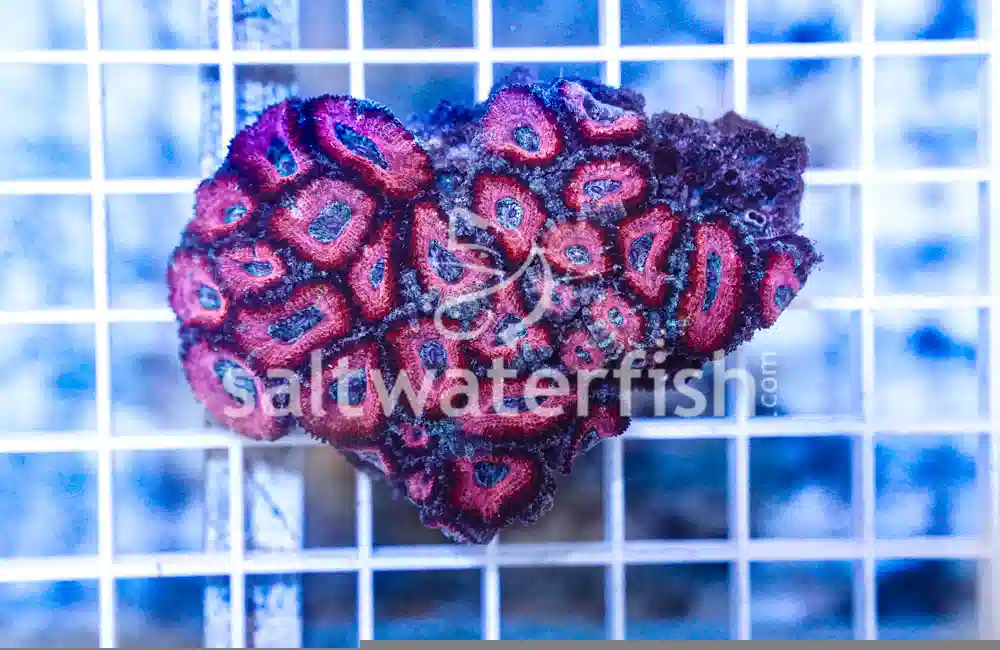 Acanthastrea Ultra Color