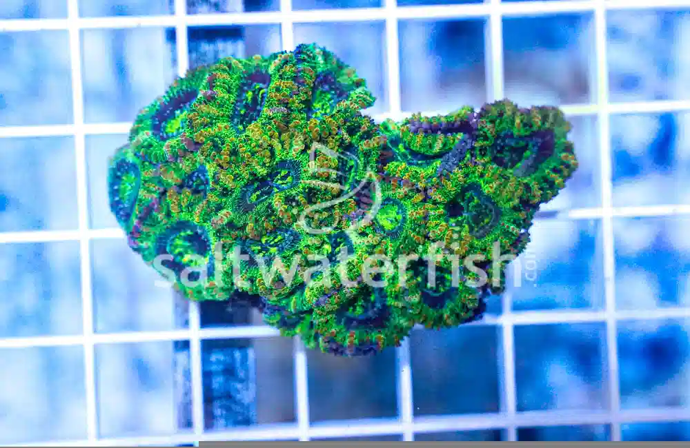 Acanthastrea Ultra Color