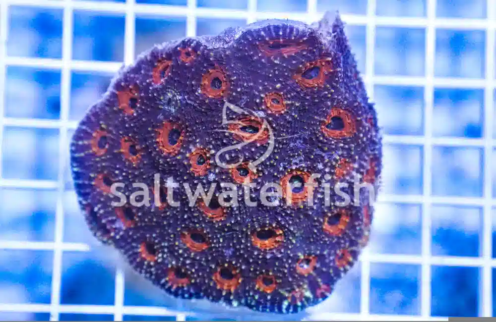 Acanthastrea Ultra Color