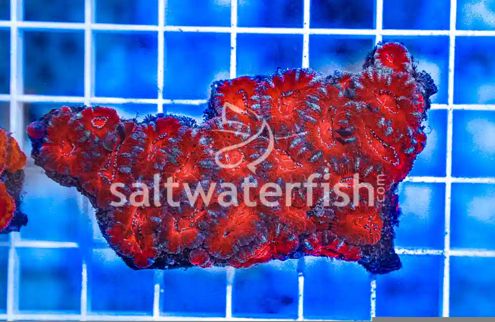 Acanthastrea Ultra Color