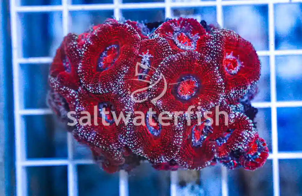 Acanthastrea Ultra Color