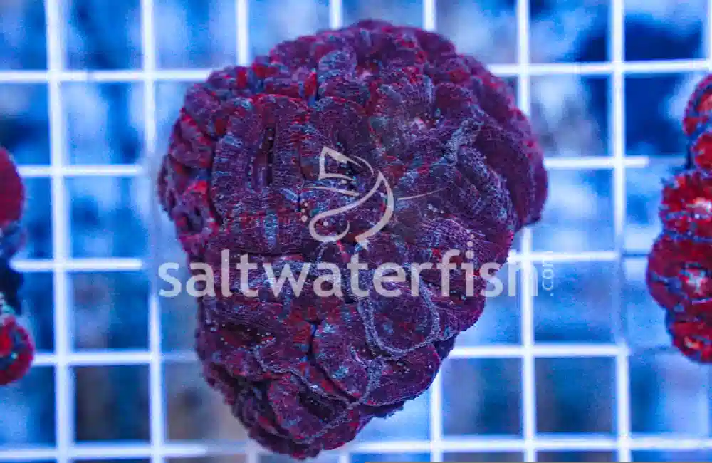 Acanthastrea Ultra Color