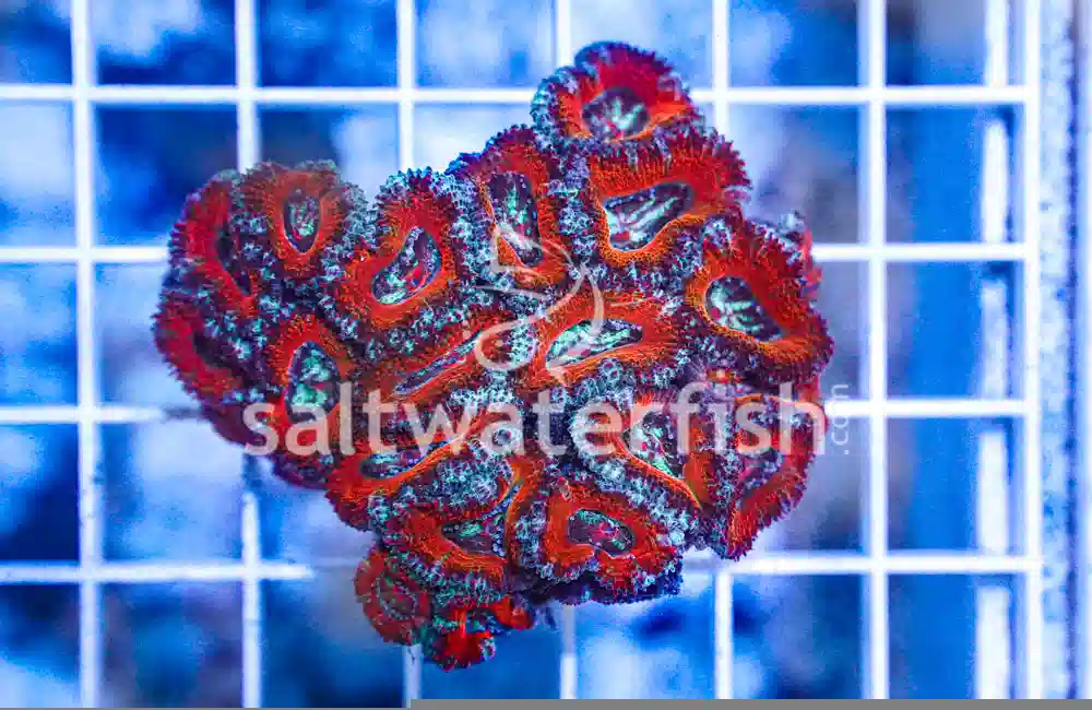 Acanthastrea Ultra Color