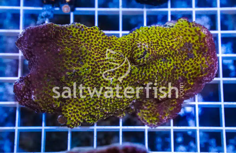 Montipora Ultra