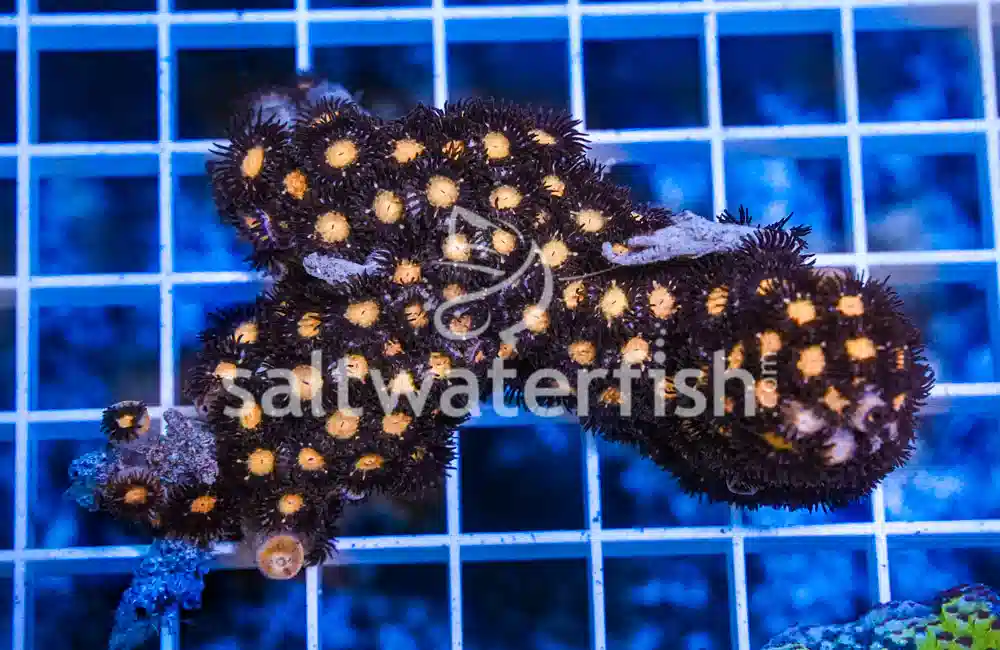 Zoanthid Ultra