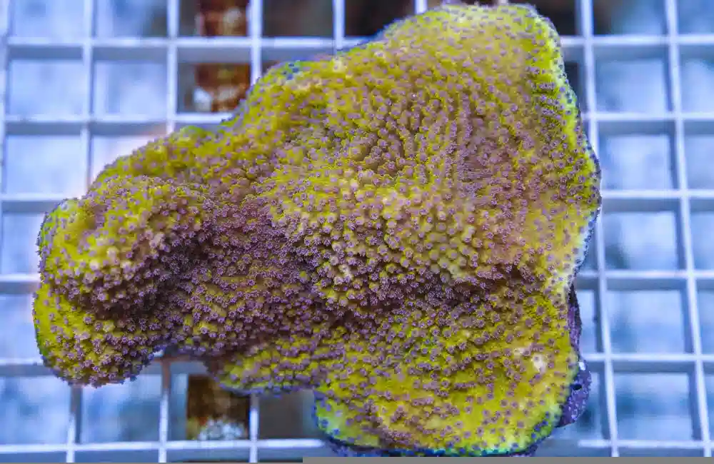 Montipora Ultra