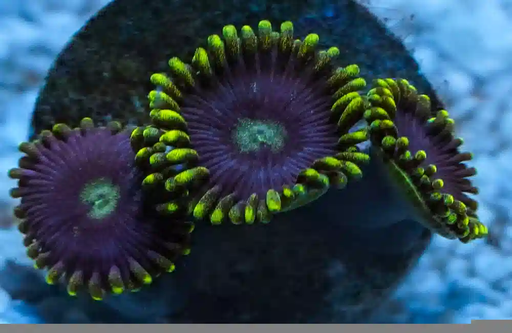 Zoa, Caribbean, Ultra Frag