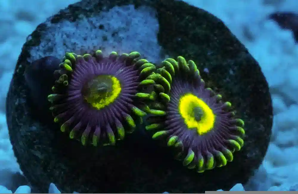 Zoa, Caribbean, Ultra Frag