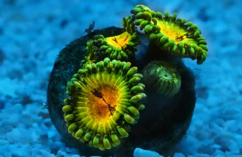 Zoa, Caribbean, Ultra Frag