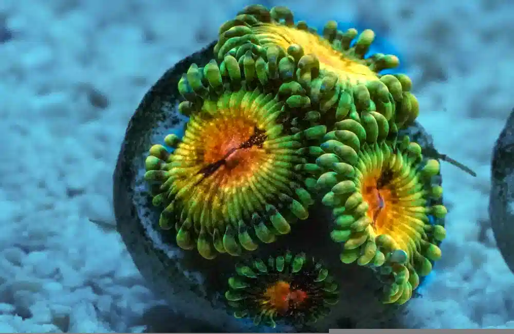 Zoa, Caribbean, Ultra Frag