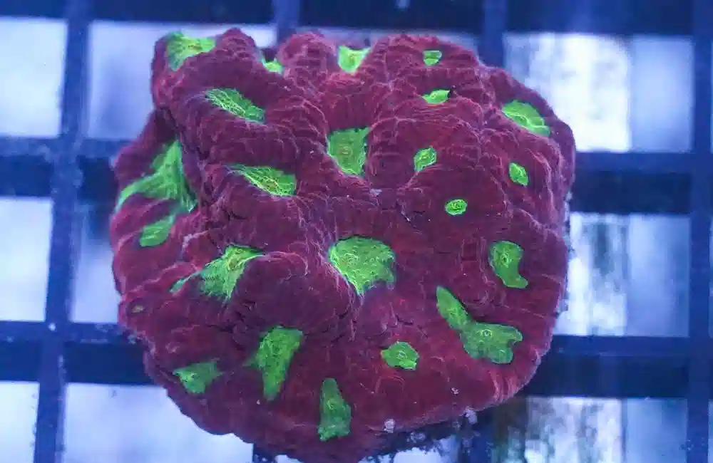 Brain Green Center w / Red Rim Frag