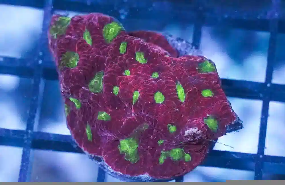 Brain Green Center w / Red Rim Frag