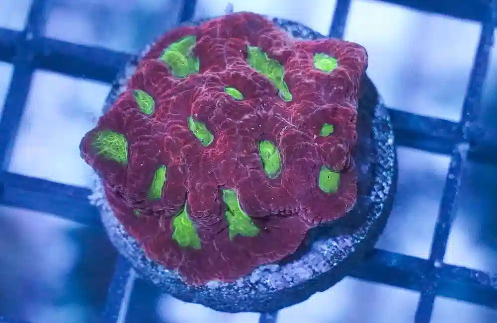 Brain Green Center w / Red Rim Frag