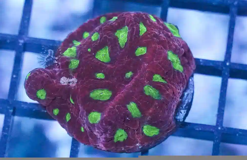 Brain Green Center w / Red Rim Frag