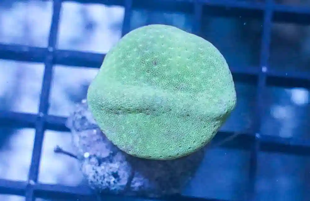 Toadstool Leather Green Polyp   Nano