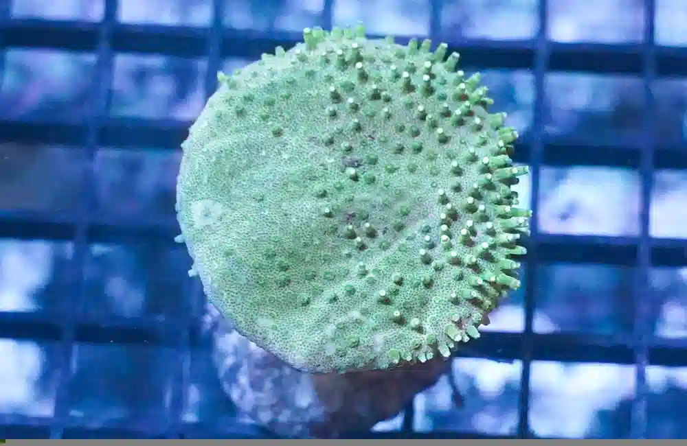 Toadstool Leather Coral: Green Polyp  