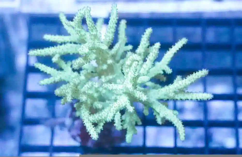Sinularia Finger Leather Coral: Nano Green - Aquacultured