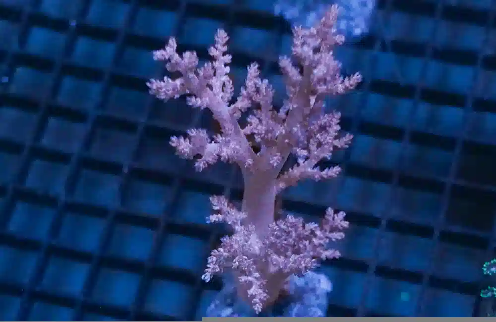 Tree Pink,   Nano