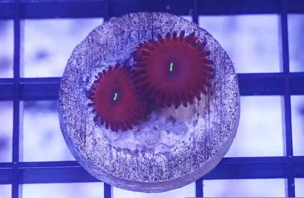 Red People Eater Zoanthid  