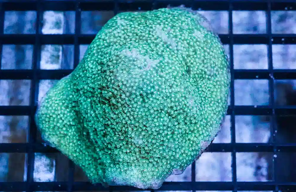 Montipora Ultra