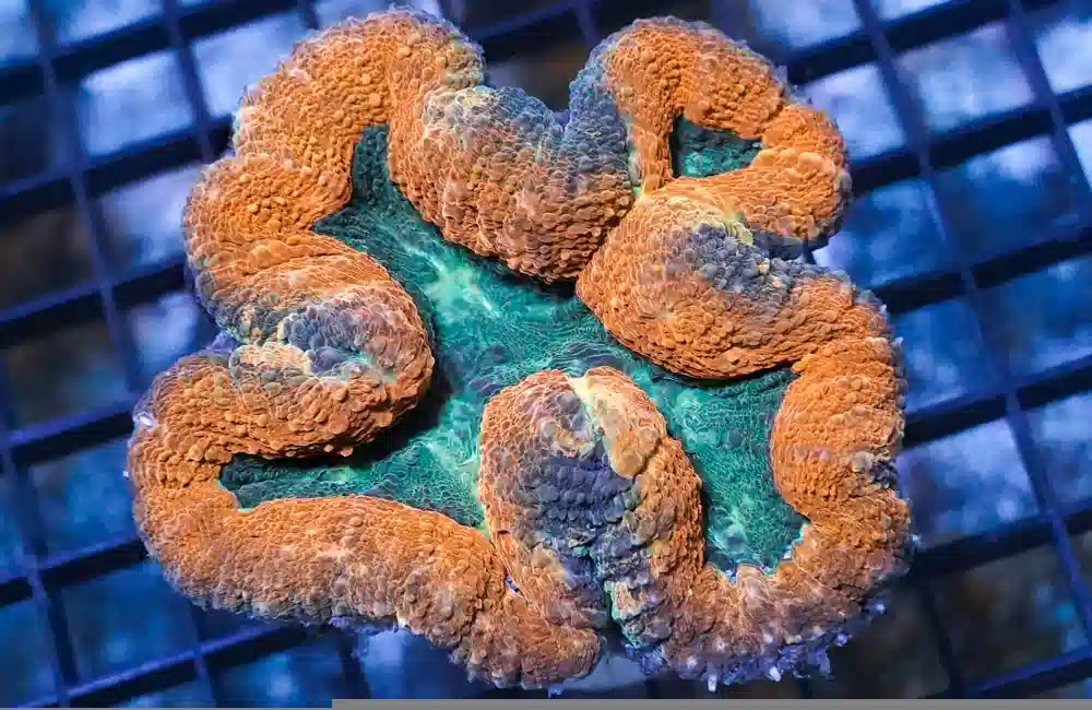 Brain Lobophyllia Ultra