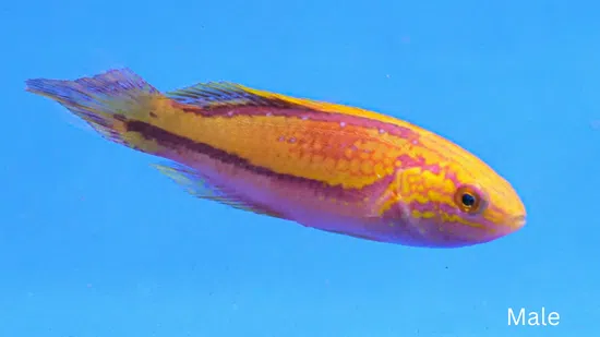 Splendid Pintail Fairy Wrasse: Male