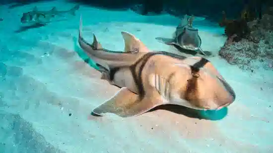 Port Jackson Shark