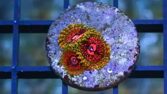 Zoanthid Grandmaster Krakatoa