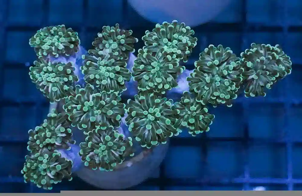 Torch Coral: Green Grape Cristata - Aquacultured
