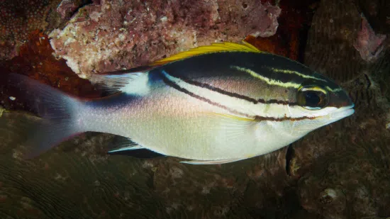 Golden Trevally Pilotfish - Miscellaneous Unique Marine Life - Saltwater  Fish