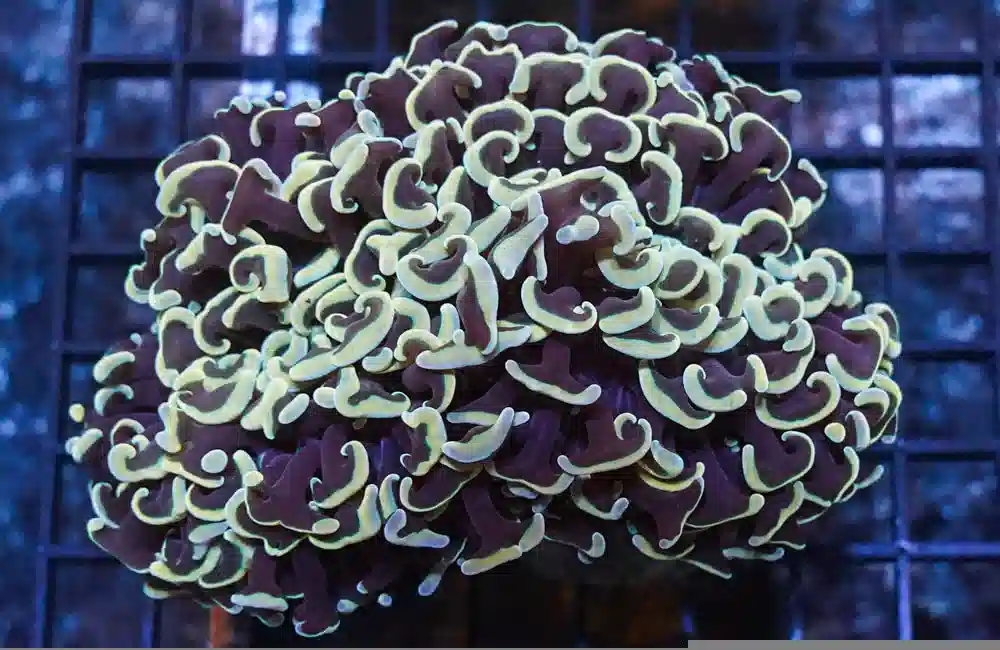 Hammer Coral: Gold Tip - Aquacultured