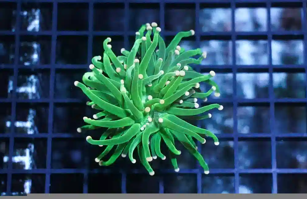 Torch Coral: Green w/ Yellow Tips - Aquacultured