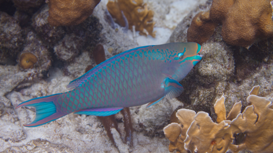 Quoys Parrotfish - Miscellaneous - Saltwater Fish