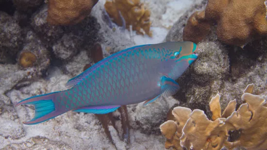 Quoys Parrotfish - Indo Pacific