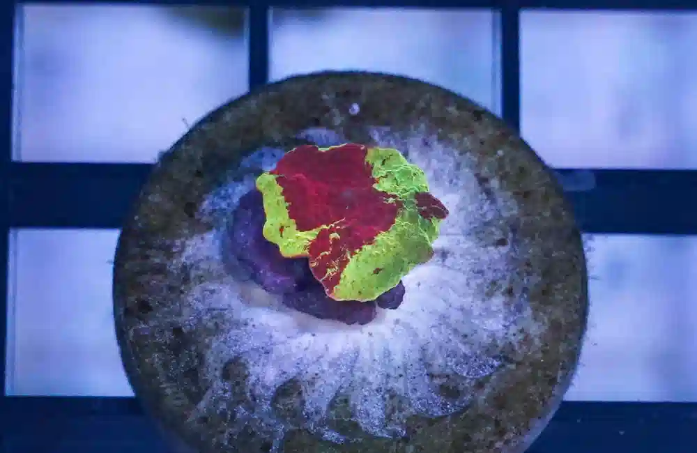 Mushroom Coral: Jawbreaker