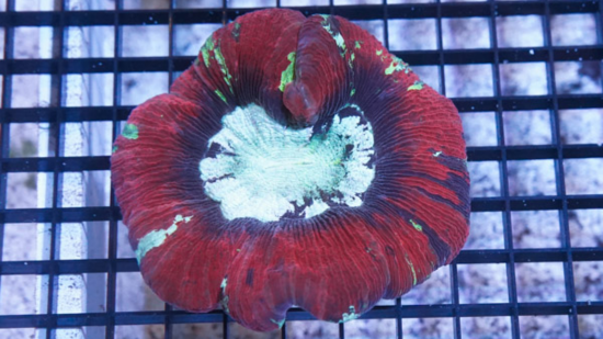 Brain Coral Folded - Multicolor