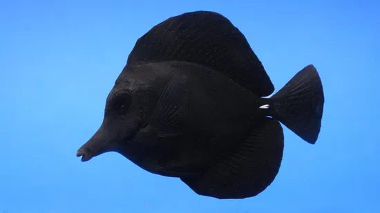 Black Tang