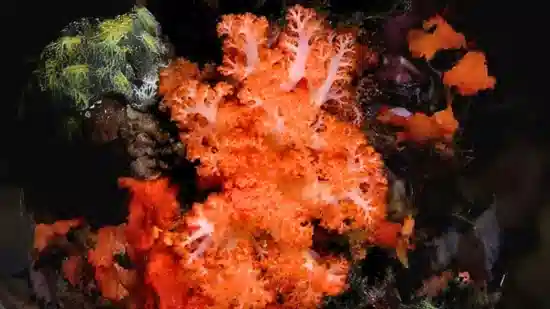 Carnation / Cauliflower Coral: Colored